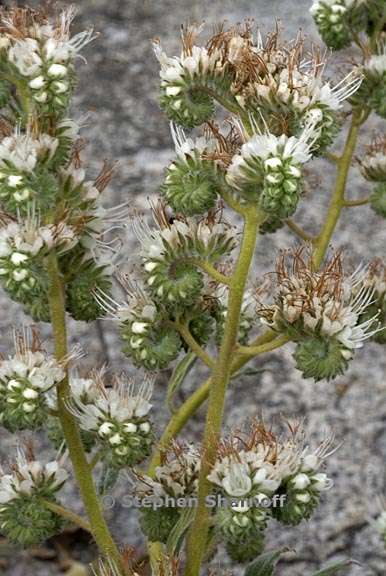 phacelia egena 4 graphic